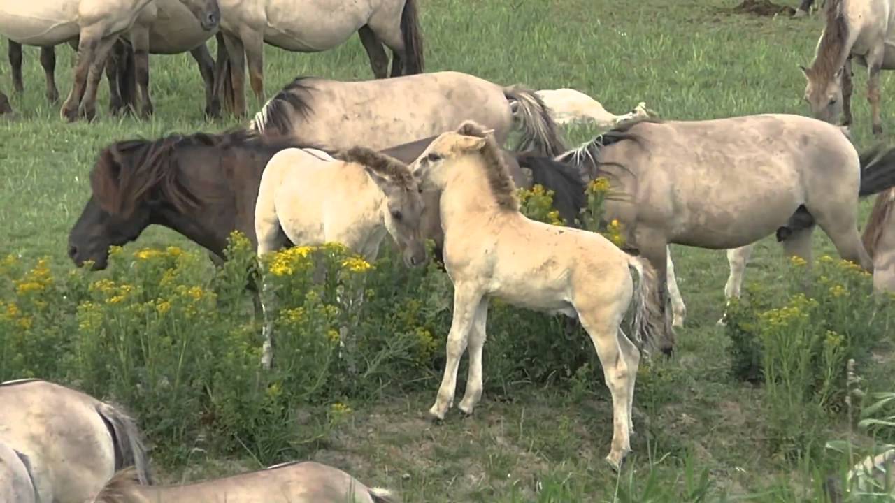 Hip Horses Hip Horses