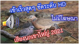 เสียงนกเขาใหญ่  เอาไว้ต่อนะครับ เสียงใหม่ ปี 2021