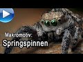 Makromotiv Springspinnen - finden und fotografieren!