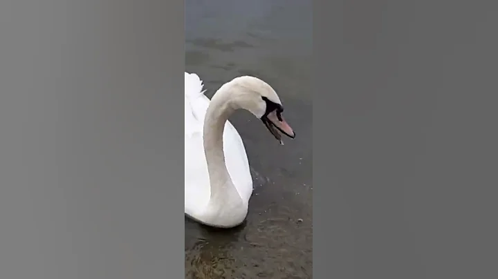 Talanted swan Rapping in Hide park