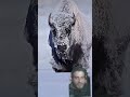 बर्फ में jinda रहने वाला शक्तिशाली जानवर😱 #animals #shorts #facts #factsinhindi #nature ...!!!