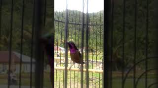 Trapi konin rawatan rumahan.full tembakan nya...skali\