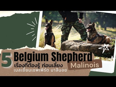 วีดีโอ: 10 สิ่งเดียวที่เจ้าของสุนัขเยอรมันเชพเพิร์ดเข้าใจ