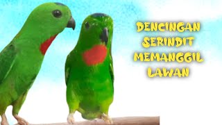 Dencingan Serindit Nembak Tajam Memanggil Lawan