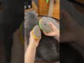😻抜け毛が飛ばない!猫ちゃんがうっとりするミストブラシが凄すぎた✨ #猫好き #ペットケア