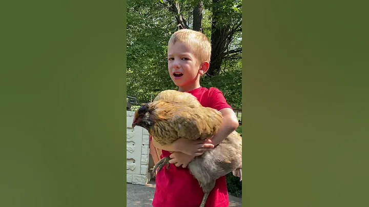 Lyle singing Jesus Loves Me to the chickens. September 2021