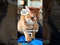Save time and money!  Get your therapy at home! #catreels #glp1 #catlover