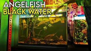 Building a STUNNING Black Water Aquarium for Angelfish by AQUATIC MEDIA 24,870 views 8 months ago 8 minutes, 12 seconds