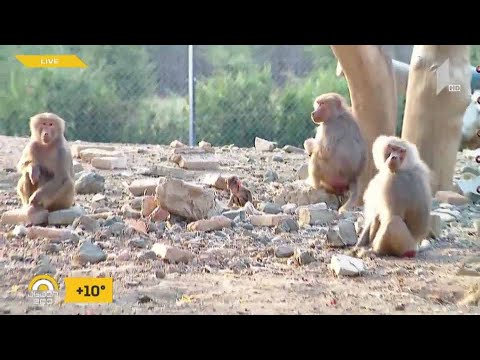 #ახალიდღე ჩართვა თბილისის ზოოპარკიდან