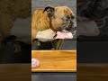 MUKBANG ASMR Dog eating Raw Duck Meats & bones 【American Bully】#shorts