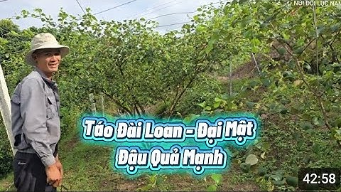 TÁO ĐÀI LOAN BẤT NGỜ ĐẬU QUẢ MẠNH I NÚI ĐỒI LỤC NGẠN