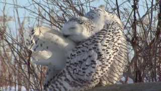 Snowy Owl Invasion: The Impact of Climate Change on Migratory Patterns