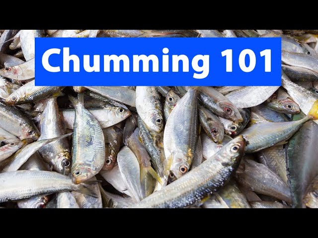 Homemade Fishing Chum INSTANTLY Attracts TONS of Bait Fish!! 