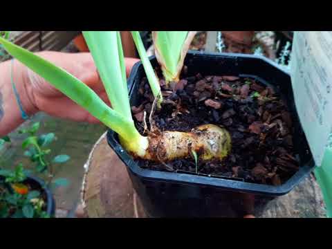 Video: L'iris fiorirà dopo il trapianto?