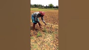 Weeding by Spading in Pointed Gourd Field #shorts