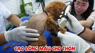 ĐƯA THỘN VÀ THỐN ĐI SPA - CẠO LÔNG CHO THỐN