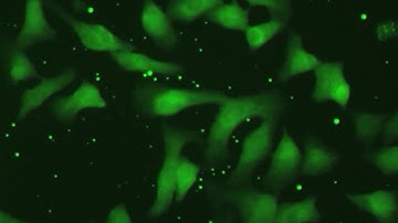 Rat Neonatal Cardiomyocytes Beating from Day 1