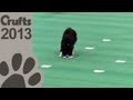 Obedience Dog Championships - Day 3 - Scent Tests - Crufts 2013