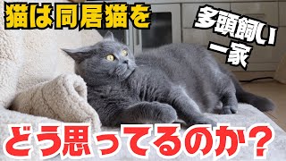 猫は同居猫の事をいったいどう思ってるのか？真剣に考えて見た！【ブリショー＆スコティッシュ】 by 今日も  ねこ曜日 287 views 2 months ago 7 minutes, 58 seconds