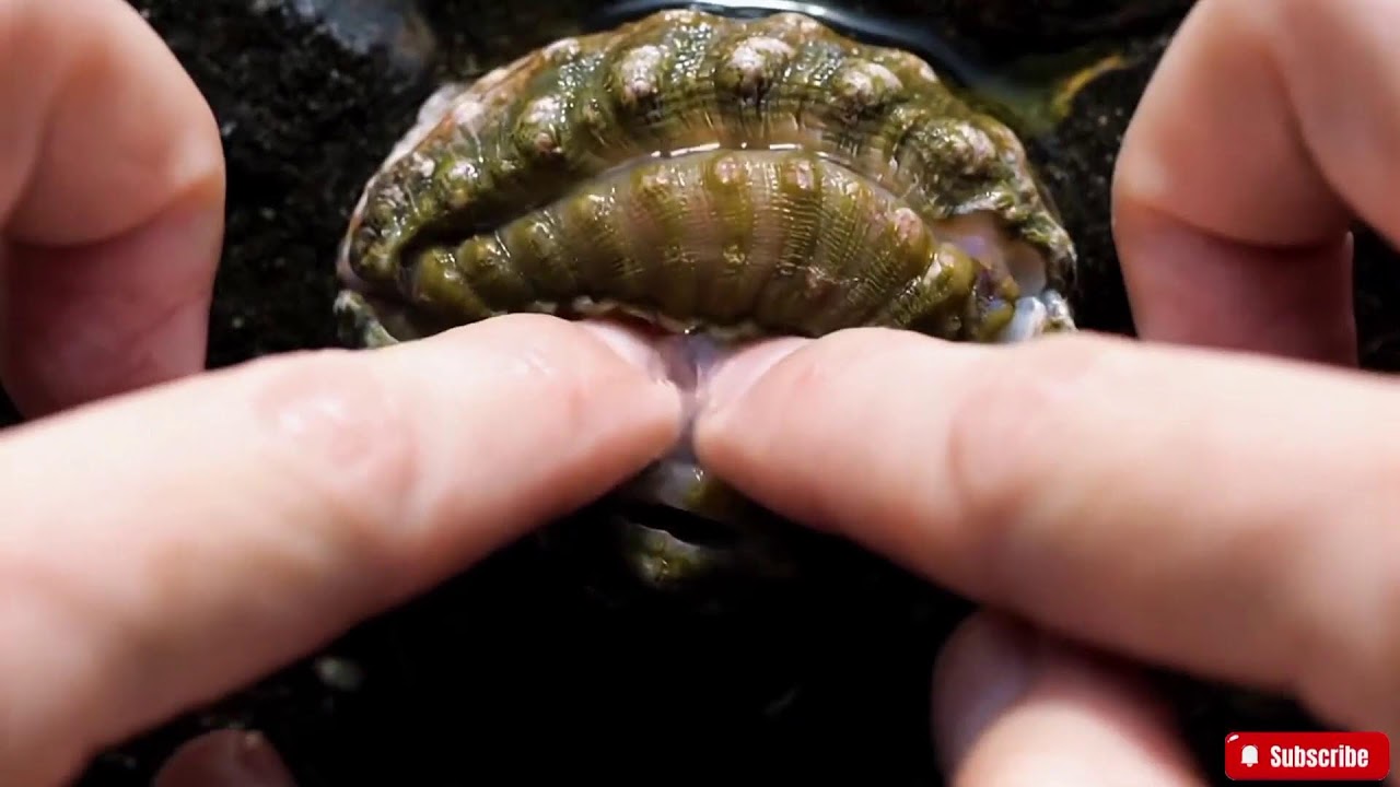 🔴 ASMR | How to Clean Abalone Perfectly | A Satisfying Deep Clean Seafood Tutorial