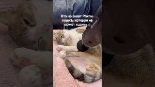 Делаем Рокси массаж лапок, расслабляем мышцы после тренировок. #кошкаинвалид
