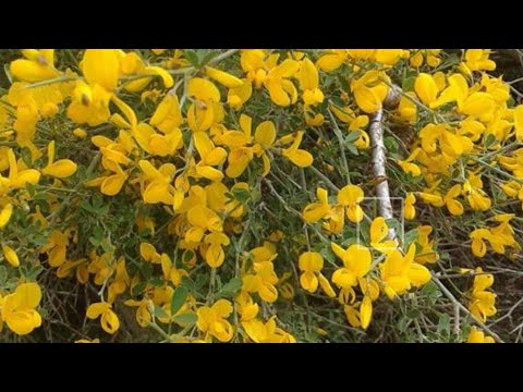 أسهل طريقة لإزالة القندول نهائيا