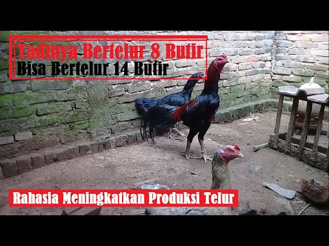 Video: Bagaimana Meningkatkan Produksi