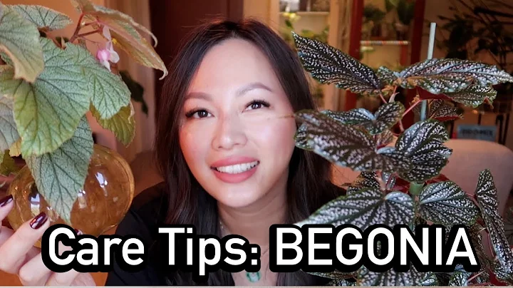 BEGONIA | care tips, propagating and repot with me