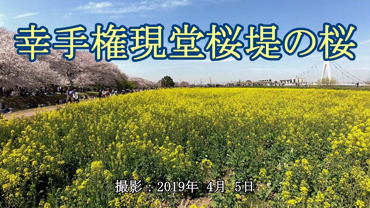 幸手権現堂桜堤の桜 4k Cherry Blossoms At Satte Gongendo Sakura Tsutsumi Youtube