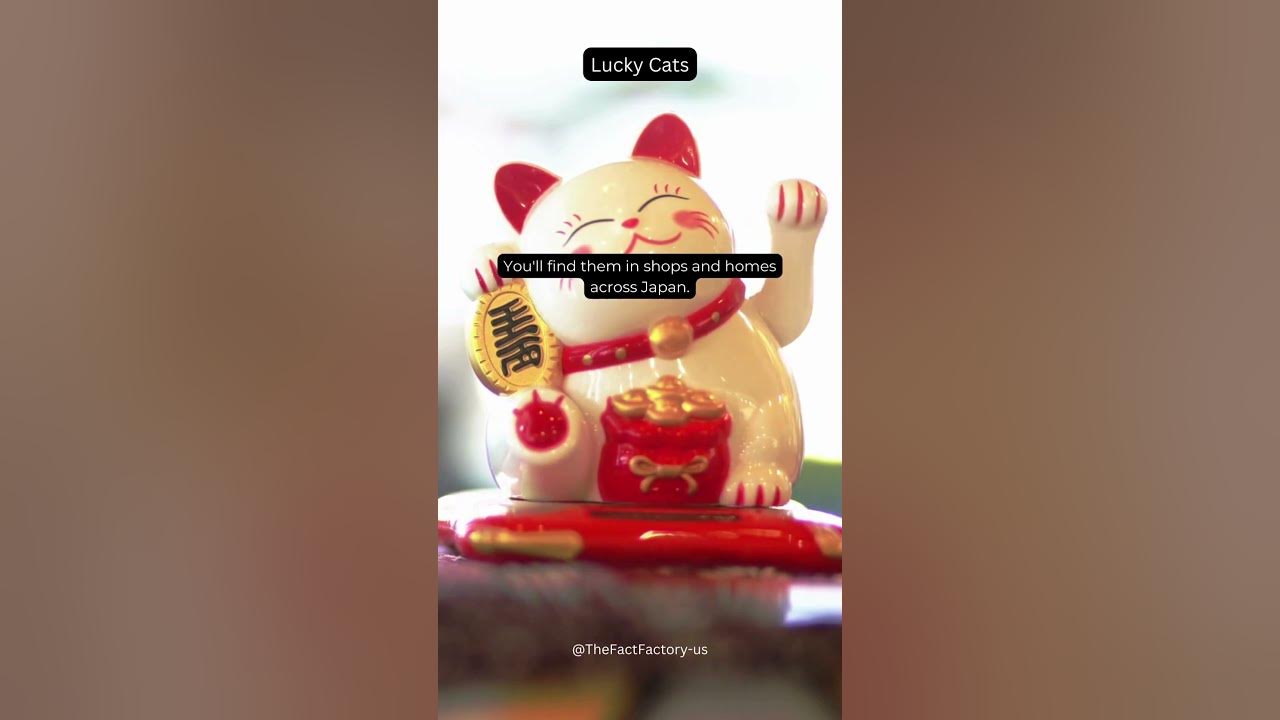 Lucky Cats #Japan #ManekiNeko #LuckyCat #Superstition #Culture #Shorts