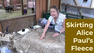 Skirting Alice Paul's Fawn Sheared Fleece for my 2024 Fleece Auction