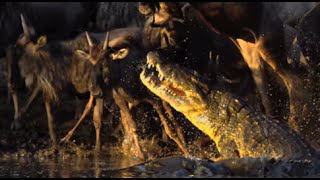 Crocodiles Vs Wildebeest - Slow Mo!