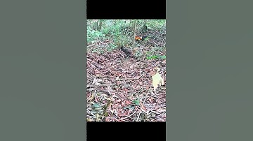 bẩy gà rừng bằng mái cuối mùa và cái kết#Tiếng gà rừng#tiếng gà rừng rặc#tiếng gà rừng rặc gáy