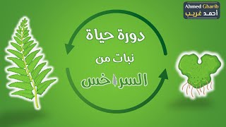 دورة حياة نبات الفوجير (كمثال لتعاقب الأجيال)