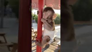 Tired monkey 🥺 #monkeybaby  #shorts
