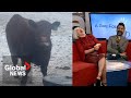 "Spicy beef": Video of Alberta cow leaves TV hosts struggling to keep it together