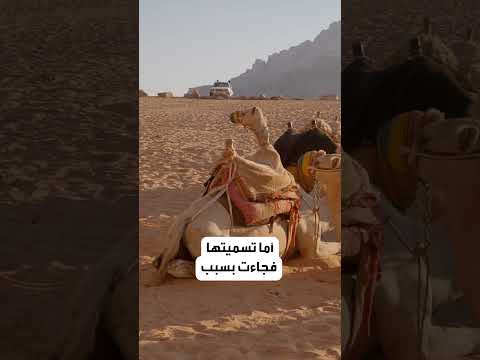 أم الجمال الواحة السوداء