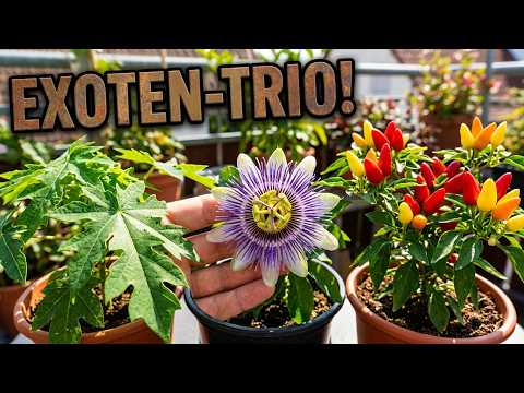 Fruchtgarten im Kübel: Chili, Papaya und Passionsfrucht richtig kombinieren