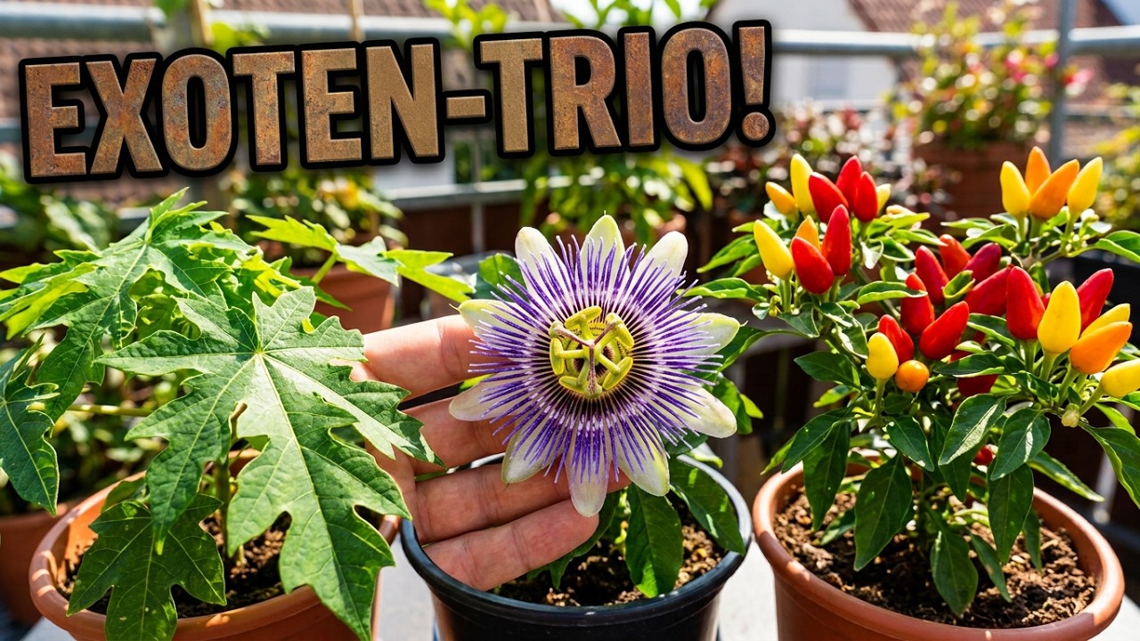 Fruchtgarten im Kübel: Chili, Papaya und Passionsfrucht richtig kombinieren