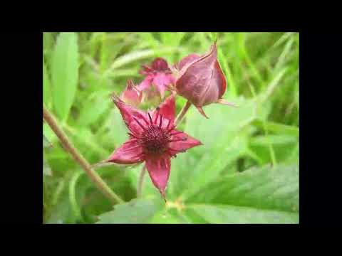 Video: Marsh cinquefoil: hyödyllisiä ominaisuuksia, käyttöominaisuuksia ja vasta-aiheita