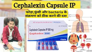Cephalexin - cephalexin capsules ip 500mg hindi | एक खास antibiotic है