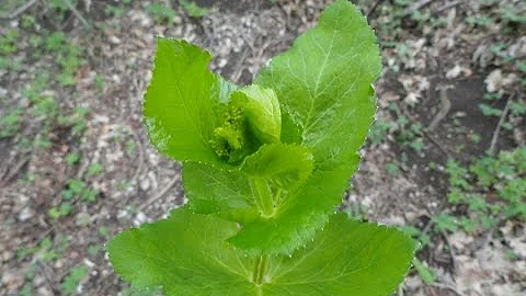 Съедобные растения. Смирния пронзённолистная / Smyrnium perfoliatum