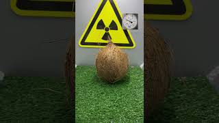Coconut in a Vacuum Chamber – Will It Implode or Explode? 🥥💥