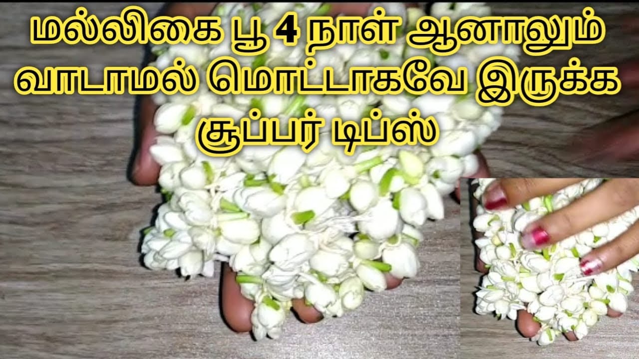 How to keep jasmine flowers fresh in fridgeமல்லிகை பூ வாடாமல் இருக்க