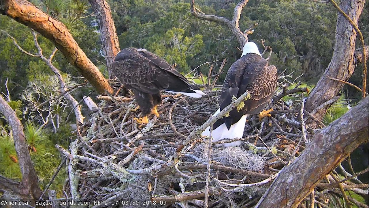 AEF NEFL Eagle Cam 91718 The Perfect Branch YouTube