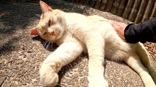クリーム猫と黒猫が庭園でお腹を出して日向ぼっこする