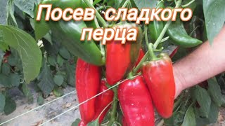 Посев сладкого перца