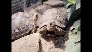 Rad Zoo Learning Fun