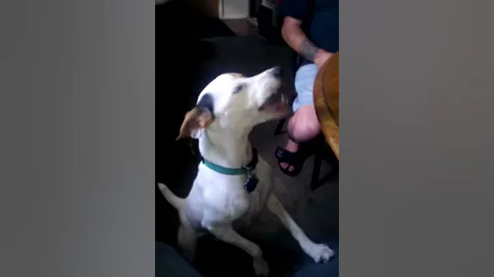 Jack russell nipper eating peanut butter