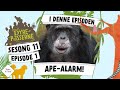 Ape-alarm! | Dyrepasserne S11 E01